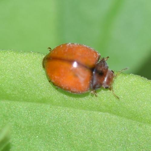 Réf. 357 246 : Subcoccinella vigintiquatuorpunctata